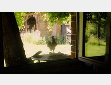 Blick aus einem Fenster auf einen Hof mit grünem Rasen, einem Ziegelgebäude im Hintergrund und einem Hahn, der auf einem Tisch im Schatten eines Baumes steht. Im Hof sind auch Holzgegenstände und Pflanzen zu sehen.