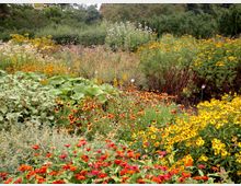 Ein bunter Garten mit einer Vielzahl an blühenden Blumen in Rot, Gelb und Orange, umgeben von grünen Pflanzen und Büschen. Im Hintergrund sind Bäume und weitere Vegetation zu sehen.
