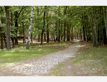 Ein Waldweg aus Kopfsteinpflaster, umgeben von dichtem Laubwald mit Birken und anderen Bäumen, während Sonnenlicht durch die Baumkronen scheint. Der Weg verläuft leicht geschwungen durch die grüne Landschaft.