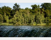 Ein ruhiger See mit Schilfrohr im Vordergrund, umgeben von dichtem Wald aus grünen Laubbäumen unter klarem Himmel.