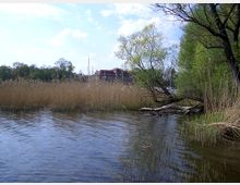 Ein Uferbereich mit Schilfrohr und Bäumen, die leicht ins Wasser ragen, im Hintergrund ein Gebäude mit rotem Dach und einige Bootsmasten. Die Szene zeigt einen natürlichen See oder Flusslauf an einem sonnigen Tag.