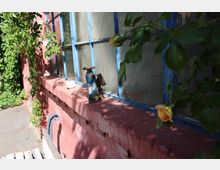 Außenansicht einer roten Backsteinwand mit langem Fensterband aus blau gestrichenen Holzrahmen und strukturiertem Glas. Auf der Fensterbank stehen ein kleiner Behälter und ein altes blaues Metallgerät, umgeben von dichtem Grün und Rosenblättern im Vordergrund.