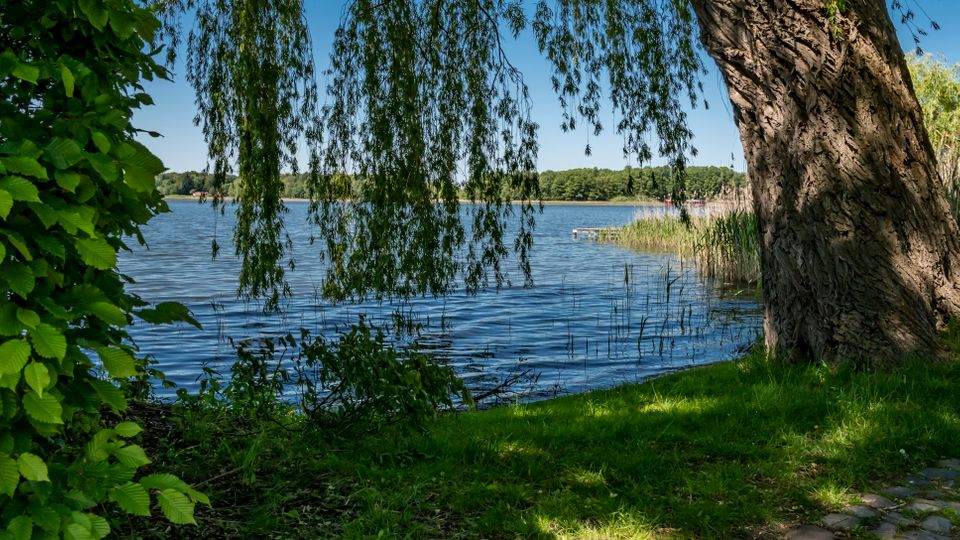 Uferbereich eines Sees mit schattiger Rasenfläche, großem Baumstamm und herabhängenden Weidenzweigen im Vordergrund. Am Wasser liegen Schilfgürtel, und am gegenüberliegenden Ufer ist eine bewaldete Uferlinie zu sehen.