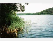 Ufer eines Sees mit Schilfrohrpflanzen im Vordergrund und dicht bewaldeten Hügeln im Hintergrund; ein Baum ragt von der linken Seite ins Bild hinein.