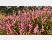 Nahaufnahme von lila Heidekrautblüten in einer natürlichen Umgebung mit Gras und Bäumen im Hintergrund. Die Szene ist in warmes Sonnenlicht getaucht.