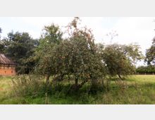Obstgarten mit Apfelbäumen voller reifer Früchte auf einer Wiese, im Hintergrund ein Fachwerkgebäude mit Ziegelfassade und umliegender Vegetation.