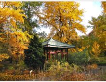 Ein kleiner Pavillon im asiatischen Stil mit grünem Dach und roten Säulen steht inmitten eines herbstlichen Parks mit gelb und orange gefärbten Bäumen und dichter Vegetation.