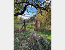 Ein verwilderter Garten mit hohen Gräsern und einem alten Baum im Vordergrund. Im Mittelpunkt stehen ein verrosteter Zaun mit einem Tor und ein überwachsenes, weißes Metallgestell, das im Gras liegt.