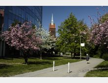 Ein Weg in einem parkähnlichen Bereich mit grüner Wiese, blühenden Kirschbäumen in Rosa und Weiß sowie einem roten Kirchturm mit grünem Spitzdach im Hintergrund. Links steht ein modernes Gebäude mit spiegelnder Glasfassade.