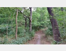 Ein schmaler Wanderpfad führt durch einen dicht bewachsenen Wald mit hohen Bäumen, Sträuchern und viel grünem Laub. Der Boden ist teilweise mit trockenem Gras bedeckt, und die Umgebung wirkt naturbelassen.