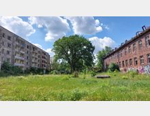 Eine grasbewachsene Freifläche zwischen einem verlassenen Plattenbau auf der linken Seite und einem roten Backsteingebäude auf der rechten Seite; im Zentrum steht ein großer Laubbaum, umgeben von vereinzelten Büschen und Wildwuchs.