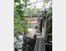 Hausboot an einem Wasserkanal, umgeben von grünen Blättern und Kletterpflanzen. Das Boot verfügt über eine Terrasse mit einem Stuhl und einem Geländer sowie eine schmale Zugangsbrücke aus Metall.