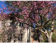 Hausfassade aus beigem Putz, teils von blühenden rosa Kirschblüten und Baumstämmen verdeckt. Im Hintergrund ein klarer blauer Himmel und grüne Pinien, die Szenerie wirkt von Sonnenlicht durchflutet.
