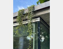 Corner of a modern concrete building with large floor-to-ceiling glass walls, viewed from below. Ivy vines spill over the flat roof edge and hang down the façade, with blue sky and tree foliage reflected in the glass.