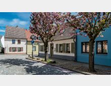 Eine gepflasterte Straße in einem kleinen Dorf mit blühenden Kirschbäumen, umgeben von Häusern mit hellen Fassaden und Ziegeldächern. Im Vordergrund steht ein Laternenpfahl mit einem Parkplatzschild, während die Bäume zarte rosa Blüten tragen.