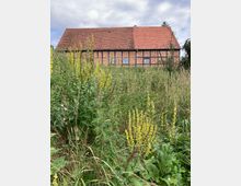 Fachwerkhaus mit rotem Ziegeldach, umgeben von einer wilden Wiese mit hohen Gräsern und gelb blühenden Pflanzen, unter einem bewölkten Himmel.