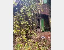 Eine verlassene Hütte mit Holzfassade, die von Kletterpflanzen und wildem Bewuchs bedeckt ist. Geöffnete grüne Fensterläden und eine offene Tür sind sichtbar, der Boden ist mit Laub bedeckt, und ein bemalter Eimer steht im Vordergrund.