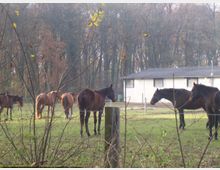 Mehrere Pferde auf einer Weide, umgeben von Gras und Bäumen im Hintergrund. Im hinteren Teil des Bildes ist ein weißes Gebäude mit flachem Dach zu sehen.