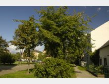 Gehweg in einer begrünten Wohngegend mit hohen Bäumen, Sträuchern und einem historischen Straßenlaternenmast. Im Hintergrund sind Wohnhäuser mit hellen Fassaden und geparkte Autos zu sehen.