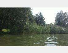 Flussufer mit dichter Vegetation aus hohem Schilf und Bäumen im Hintergrund, die teilweise Schatten spenden; im Vordergrund das grünliche Wasser eines ruhigen Fließgewässers.