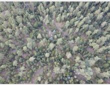 Luftaufnahme eines dichten Nadelwaldes mit hohen, geraden Bäumen, die gleichmäßig verteilt stehen. Der Waldboden ist von niedrigem Buschwerk und vereinzelten kahlen Stellen bedeckt.