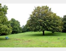 Weite Wiese mit einer großen, dicht belaubten Baumkrone rechts im Bild; links steht eine grüne Parkbank. Im Hintergrund sind weitere Bäume am Rand eines kleinen Waldstücks zu sehen, der Himmel ist bedeckt.