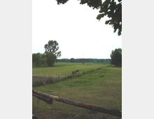 Weite, grüne Wiesenlandschaft mit eingezäunten Weiden, auf denen ein Pferd grast; im Hintergrund stehen vereinzelte Bäume und ein Baumkronenbereich ragt von oben ins Bild hinein.