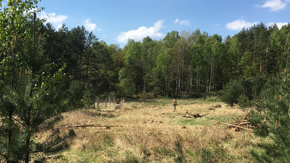 Lichtung mit trockenem Gras und vereinzelten jungen Kiefern, umgeben von dichtem Mischwald. Darüber ein weiter blauer Himmel mit einigen weißen Wolken.