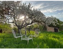 Ein blühender Baum in einem Garten mit hohen Gräsern, im Vordergrund stehen weiße Metallstühle. Im Hintergrund ist ein kleines Backsteingebäude mit einer Holztür zu sehen, während die Sonne durch die Zweige scheint.
