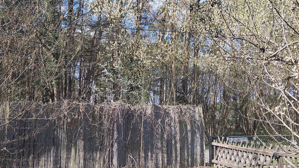 Blick in einen Garten mit Grasfläche und einem Holz-Sichtschutzzaun, daneben ein geöffnetes Holztor. Dahinter dichter Waldrand mit hohen Kiefern und laubfreien Sträuchern unter blauem Himmel.