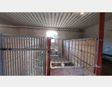 Innenansicht eines einfachen Stalls mit hölzernen Trennwänden und Metallgittern als Abtrennungen. Im Hintergrund ein Fenster, das Licht in den Raum lässt, und im Vordergrund Gewebe aus Spinnweben an den Gittern.