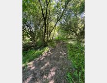 Ein schmaler, unbefestigter Pfad führt durch einen Wald mit dichtem Grün und Bäumen, die teilweise den Himmel verdecken. Der Boden ist uneben, von Spuren durchzogen und von niedriger Vegetation gesäumt.