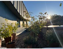 Eine Dachterrasse mit Kiesboden, mehreren Pflanzen in Terrakottatöpfen und einem Metallgeländer am Rand, im Hintergrund blauer Himmel und Sonnenlicht, das durch die Blätter scheint. Links ist die Außenwand eines modernen Gebäudes mit Fenstern zu sehen.