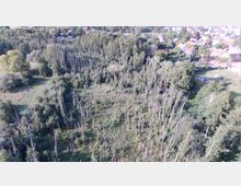 Luftaufnahme eines Waldstücks mit dünnen, teils abgestorbenen Bäumen und dichtem Unterholz, umgeben von einer ländlichen Siedlung mit Häusern und Gärten im Hintergrund.