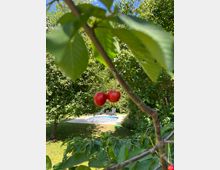Zwei rote Kirschen hängen an einem Ast im Vordergrund, umgeben von grünen Blättern. Im Hintergrund ist ein Garten mit Rasen, Bäumen, einem kleinen Swimmingpool und Liegestühlen zu sehen.
