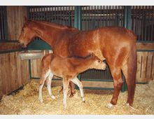 Eine braune Stute steht in einem Stall auf einer mit Stroh bedeckten Fläche, während ein braunes Fohlen bei ihr steht und trinkt. Im Hintergrund sind Holzwände und grün lackierte Metallgitter zu sehen.