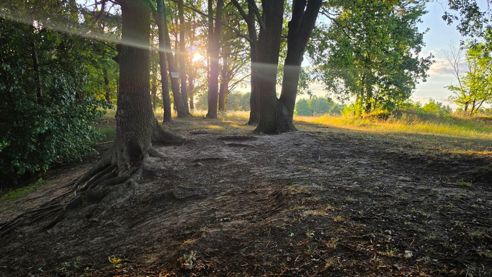 Lichtung in einem Laubwald mit großen Baumstämmen und freiliegenden Wurzeln auf sandigem Boden. Tief stehende Sonne scheint durch die Bäume, rechts grenzt eine sonnige Wiese an den Waldrand.