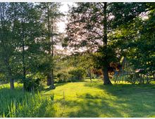 Wiese mit hohen Bäumen und dichter Vegetation, durch die Sonnenlicht fällt. Im Hintergrund ist eine Holzstruktur sowie vereinzelte Büsche und kleinere Bäume sichtbar.
