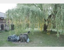 Großer Weidenbaum mit herabhängenden Ästen auf einer Wiese, daneben abgedeckte Gegenstände mit Planen und ein alter Backsteinbau im Hintergrund.