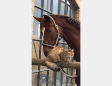 Ein braunes Pferd mit Zaumzeug steht neben einer flauschigen, braunen Katze, die auf einer Holzstange sitzt. Im Hintergrund ist eine Backsteinwand mit großen Glasfenstern zu sehen.