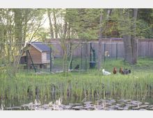 Hühnergehege mit einem kleinen, hölzernen Hühnerstall, umgeben von Bäumen und einem Zaun. Im Vordergrund befindet sich ein Teich mit Schilf und Seerosen.