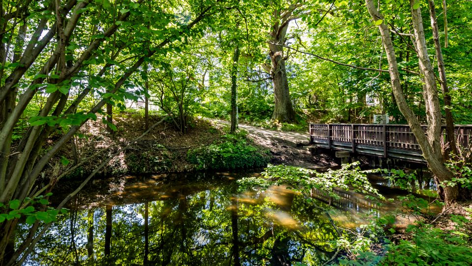Waldszene mit dichtem Blätterdach und einem ruhigen Bach, dessen Oberfläche die Bäume spiegelt. Rechts führt eine hölzerne Fußgängerbrücke über das Wasser, daneben verläuft ein schmaler Waldweg.