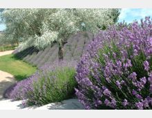 Ein Garten mit dichten Lavendelsträuchern in voller Blüte, die in Reihen auf einem Anhang gepflanzt sind. Im Hintergrund steht ein auffälliger Baum mit silbrig-grünen Blättern, neben einem gepflegten Rasen und einem Weg.