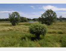 Weite Landschaft mit Wiesen und vereinzelten Bäumen; im Hintergrund ein kleiner Fluss oder See sowie eine Baumreihe am Horizont. Der Himmel ist klar mit leichten Wolken.