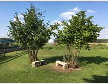 Grüne Rasenfläche mit zwei buschigen Sträuchern, zwischen denen zwei kleine Steinbänke stehen; darüber hängt eine runde weiße Papierlaterne. Im Hintergrund sind ein Holzzaun, offene Felder und ein Waldsaum unter blauem Himmel zu sehen.