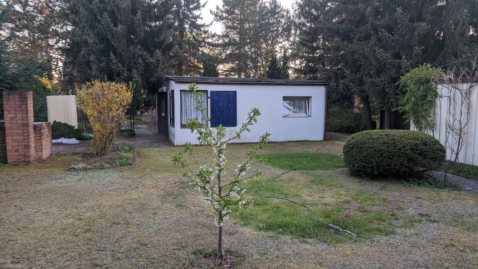Blick in einen Garten mit Rasenfläche und einem kleinen blühenden Baum im Vordergrund; ein Gartenschlauch liegt auf dem Boden. Im Hintergrund steht ein flaches, weißes Nebengebäude mit Fenstern, umgeben von hohen Nadelbäumen und Sträuchern.