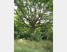 Eine große Eiche mit weit verzweigten Ästen steht auf einer grasbewachsenen Fläche, umgeben von dichtem, grünem Laubwerk und anderen Bäumen im Hintergrund.