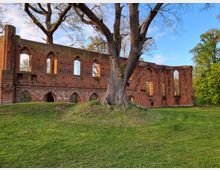 Backsteinruine einer historischen gotischen Kirche mit hohen Spitzbogenfenstern und geöffneten Wänden, umgeben von einer Grünfläche mit Bäumen im Hintergrund. Ein großer Baum steht im Vordergrund nahe der Ruine.