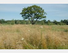 Wiesengelände mit hohem, trockenem Gras im Vordergrund und einer großen, freistehenden Eiche in der Mitte. Im Hintergrund sind weitere Büsche und Bäume sowie ein blauer Himmel zu sehen.