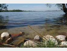 Seeufer eines Sees mit klarem Wasser, im Vordergrund Steine und Gras am Ufer. Im Hintergrund sind flache Baumreihen und ein blauer Himmel zu sehen.